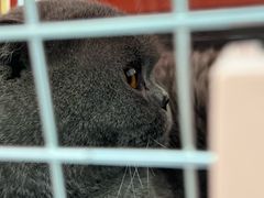 -中农大我爱我爱动物医院·核磁CT·猫病·24小时夜诊中心(石佛营店)