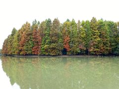 -上海海湾国家森林公园