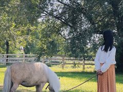 -北京群众马术培训基地