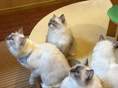 -MOCHA明星猫咖(田子坊店)
