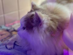 -FAELING PETS美天灵宠物(富力广场店)