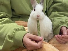 -猫猫幼稚园·撸猫·桌游·电玩