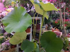 -三旗百汇商品城