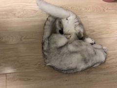 -宠爱国际动物医院· 猫科· 外科·中兽医(长白店)