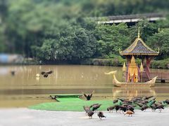 -西双版纳原始森林公园