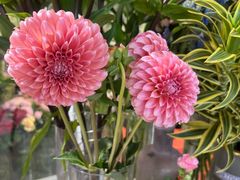 -MCJ-花店(西罗园店)