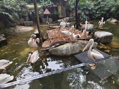 -广州长隆野生动物世界