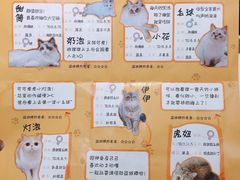 -滚猫咖啡·猫咖·猫友好撸猫(未来城店)
