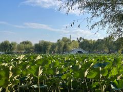 -长春市南湖公园