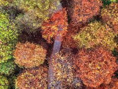 -小芝红树林