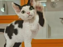 -三花喵·撸猫购宠·宠物生活馆(虹桥南丰城店)