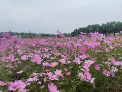 -花博汇(知音花月夜)