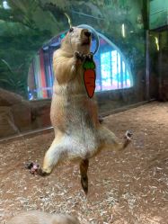 点击看大图 -宝燕乐园(闵行旗舰店)