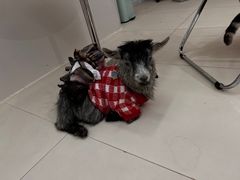 -怪兽屋·羊驼·猫咖·狗咖(俊华广场店)