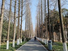 -昆山城市生态森林公园