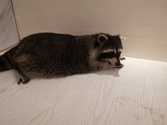 -浣熊柯尔鸭土拨鼠·电玩咖