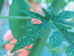 -武汉世外桃源农庄