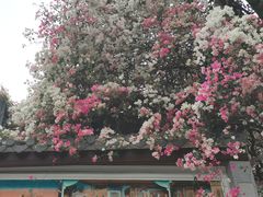 -深圳国际园林花卉博览园