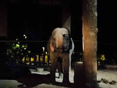 -清迈夜间动物园