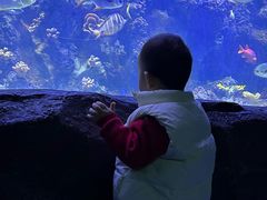 -芜湖新华联大白鲸海洋公园