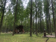 -黄海国家森林公园