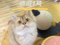 -柚子猫舍·精品猫舍购猫·猫咪认养·购宠·宠物店
