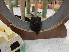 -喵园·猫主题咖啡厅·撸猫·猫咖(国贸店)