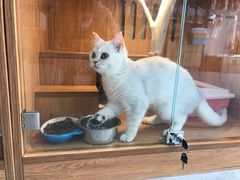 -叮叮猫咪生活馆