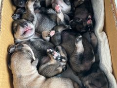 -顺强宠物诊所·狂犬免疫·夜诊·骨科(嘉定店)