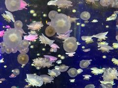 -太平洋海底世界