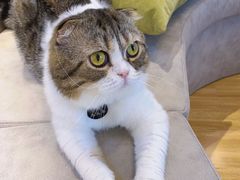 -啵啵喵·猫咖(攀华国际店)