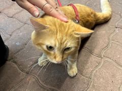 -福合埕牛口福·牛肉火锅·牛肉丸