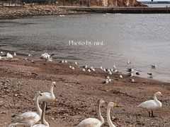 -烟墩角天鹅湖