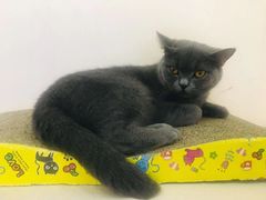 -鼓捣猫呢主题猫咖店