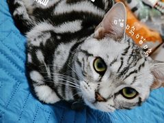 -美联众合宠物医院·爱萌分院·内外科·猫科中心