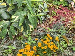 -东莞植物园