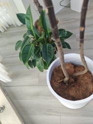 -HEYAN荷妍专业脱毛连锁机构