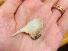 -黄记大闸蟹专卖店·活蟹·醉蟹