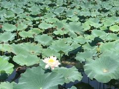 -荷塘月色湿地公园·向阳花洲