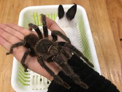 -藦茜花园宠物主题亲子互动体验馆(国顺东路店)