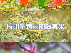 -上海辰山植物园