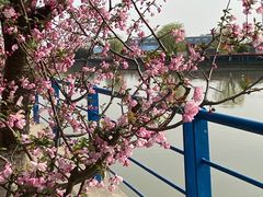 -高东镇樱花园