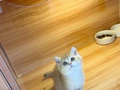 -猫十亿·布偶金渐层·曼基康矮脚猫舍(青年路店)