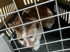 -安安宠医宠物医院·异宠·犬猫内科(岳阳分院)
