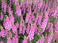 -上海滨江森林公园