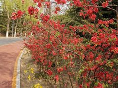 -大兴滨河森林公园