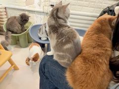 -平行世界·猫咖(首经贸店)