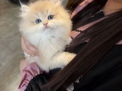 -欣宠猫屋·矮脚拿破仑·蓝金金渐层