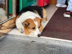 -老四川平头酸菜鱼(衙前店)