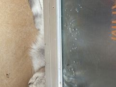 -灵美宠物诊所